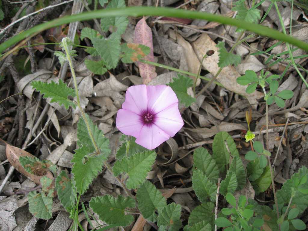 Convolvulus althaeoides / Vilucchio rosso